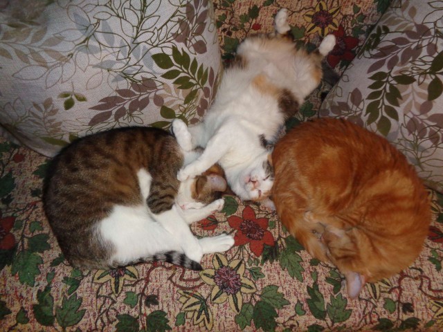 Забавные фото котеек