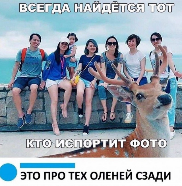 Бредзона из картинок