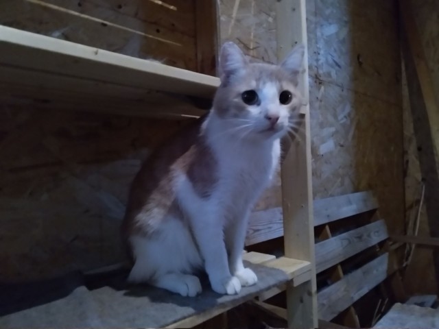 Живность из сети