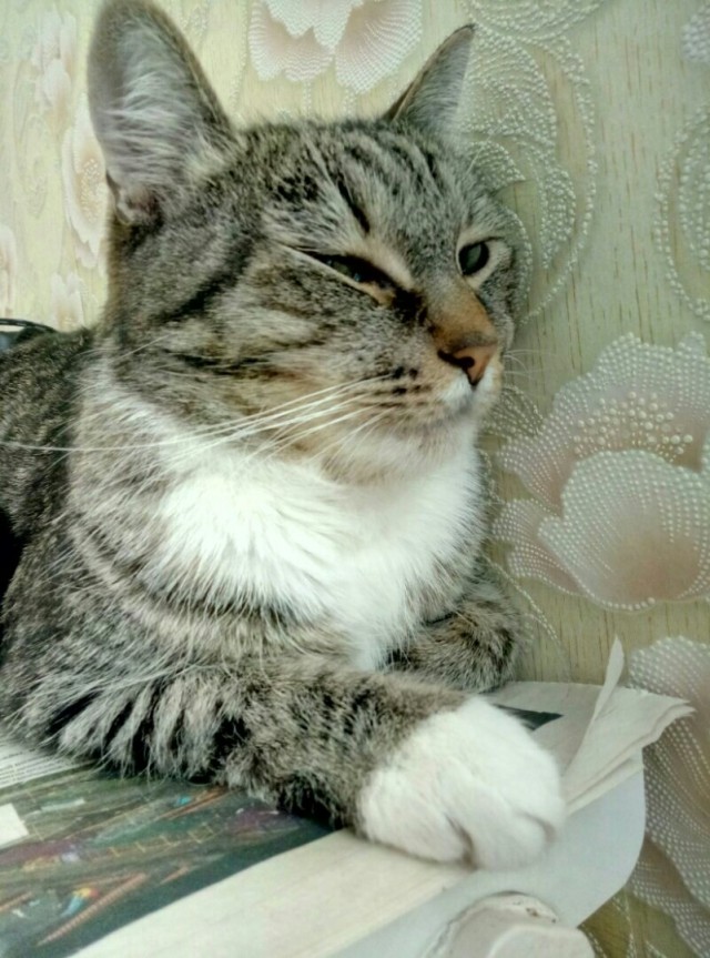Забавные картинки с котами из сети