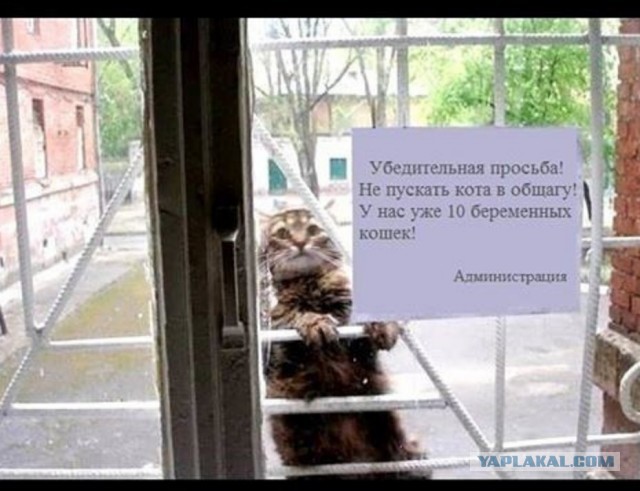 Чуток картинок не про вирус  25.0  Коты, кошки и их рабы