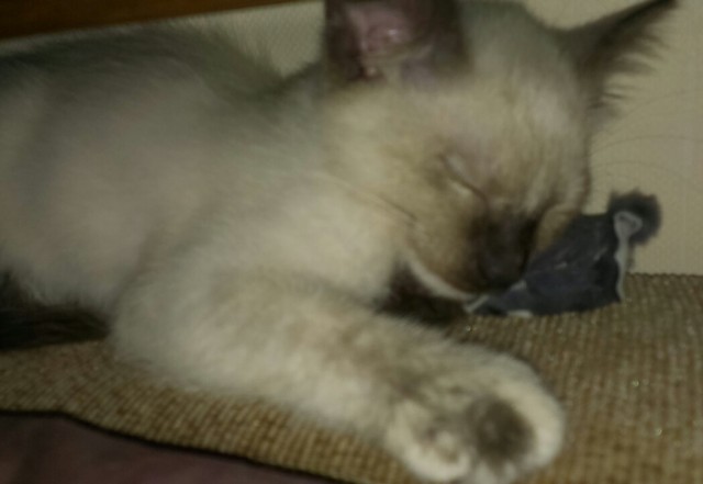 Ну, с котовторником!