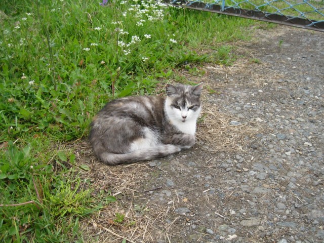 Коты есть коты