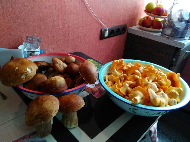 Грибы, которые собрали мы