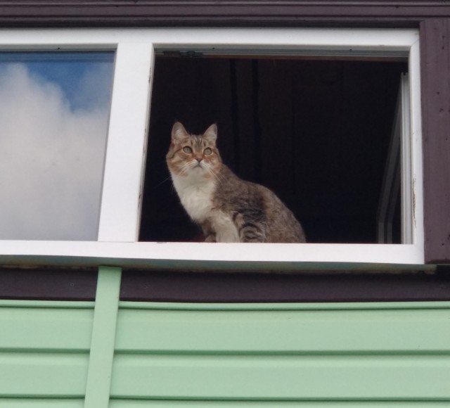 Про котикоф