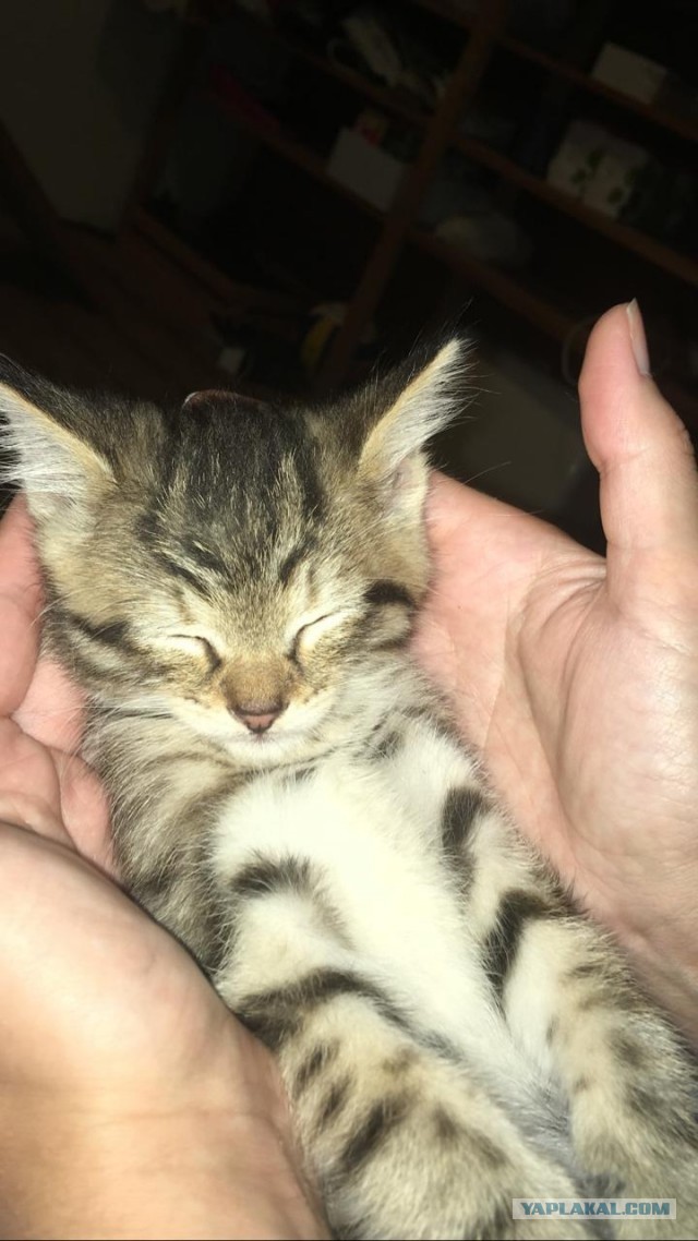 Котовторник. Добавляйте своих
