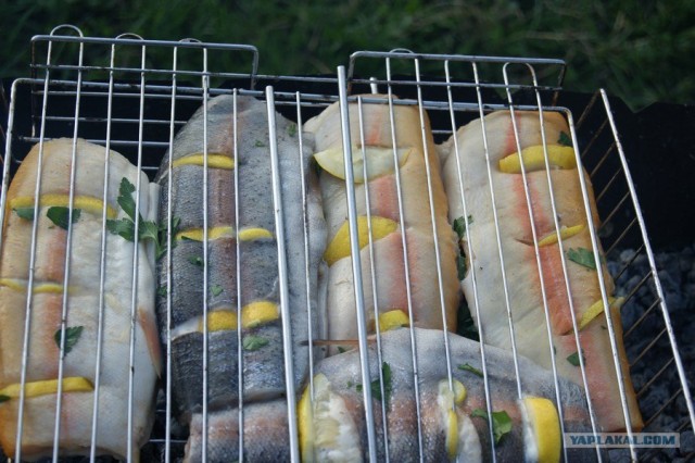 Все из рыбы!