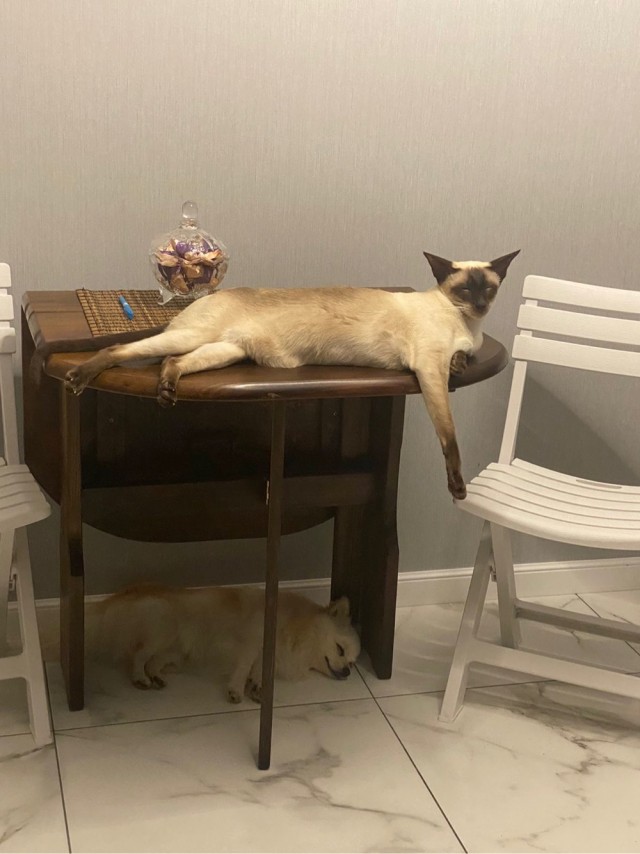 Котовторник. Февраль