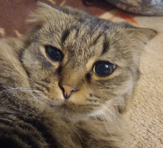 Ну, поехали в котоввторник!