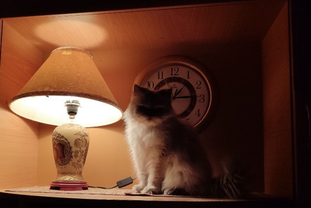 Вариант кота с лампой