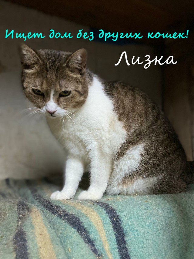 Жизнь домашнего приюта "Котоленд" 331