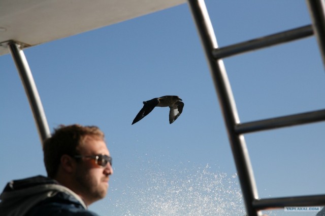 ЮАР, Замбия, Ботсвана