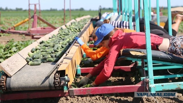 Сезонная работа для женщин