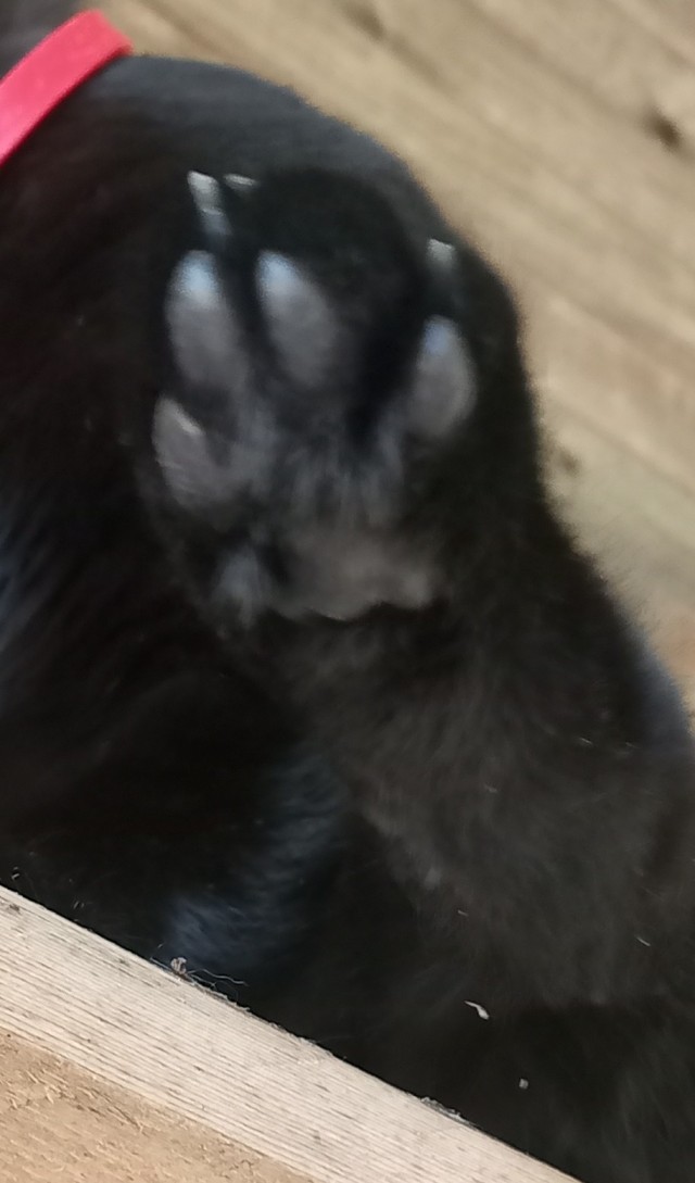 Немного милоты в котовторник