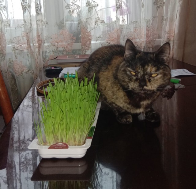Котовторник, пополнение