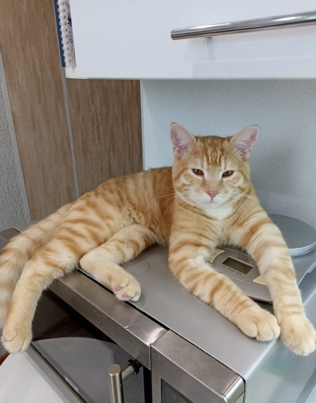 Вторник, сэр кот