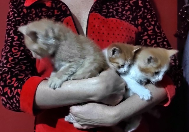 Охапку котов вам для полного счастья