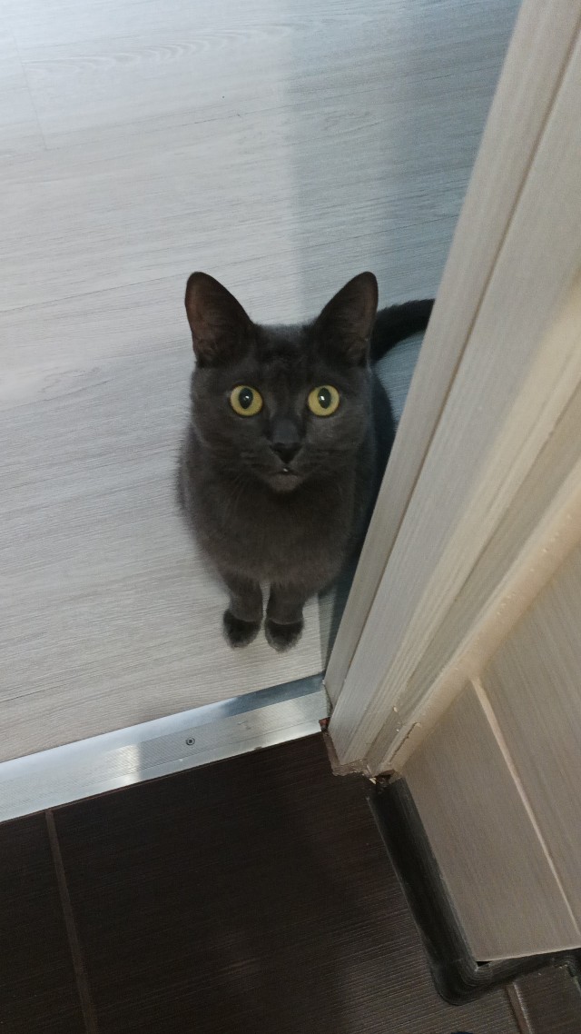 Начинаем котовторник.