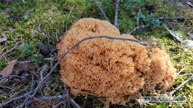 Нашел в Карелии краснокнижный гриб