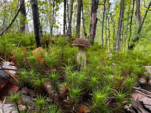 Перекличка грибников