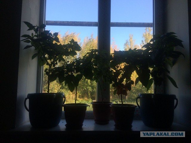 Помидорчики