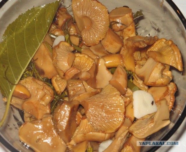 Грибной сезон открыт!