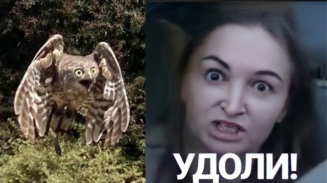 10 смешных кадров дикой природы, когда фотограф немного облажался, но это было только к лучшему
