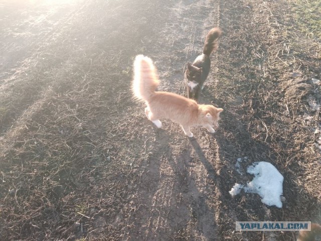 Жизнь домашнего приюта для котеек 483