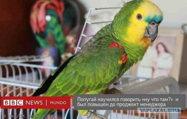 Юморные картинки айтишной (и не только) направленности, стиля "всёпропало"