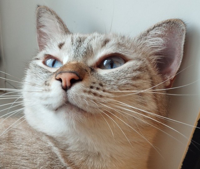 Котовторник