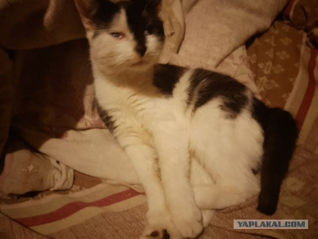 Жизнь домашнего приюта для котеек 519