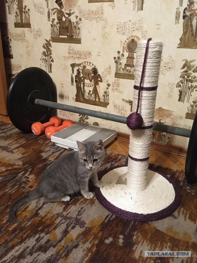 На котовторник