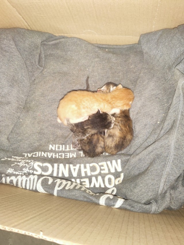 Кто говорил что это кот