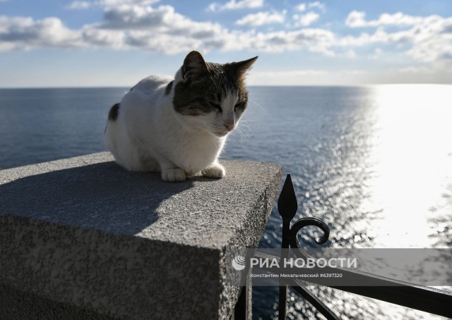 В Крыму мужчина сбросил кошку Мусю со смотровой площадки Ласточкиного Гнезда