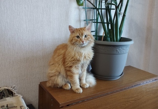 Очень грустный котовторник