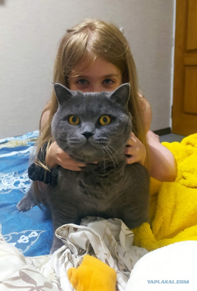 Нужен совет новому кошатнику!