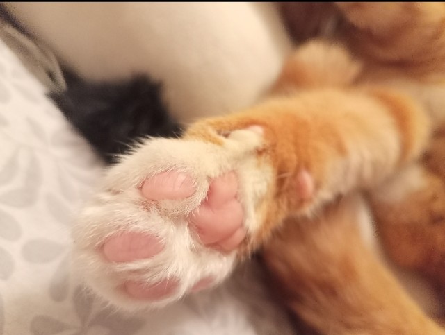 Вот и мой кот