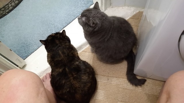 Кошковое