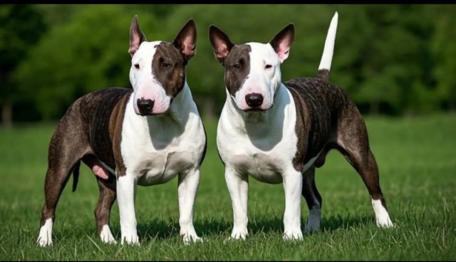 Японцы умные