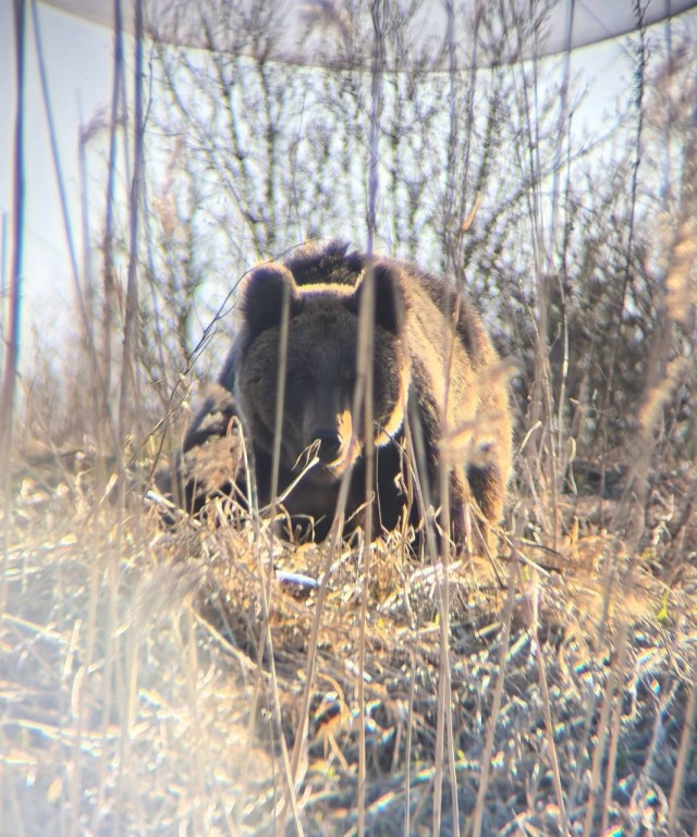 Сезон кольцевания птиц стартовал на Ладожской орнитологической станции
