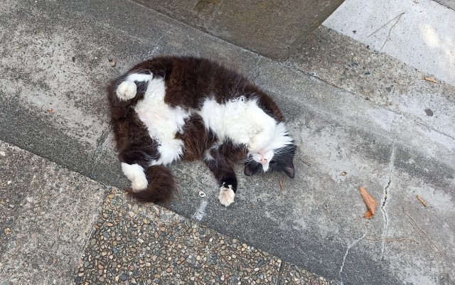 Крымский котик⁠