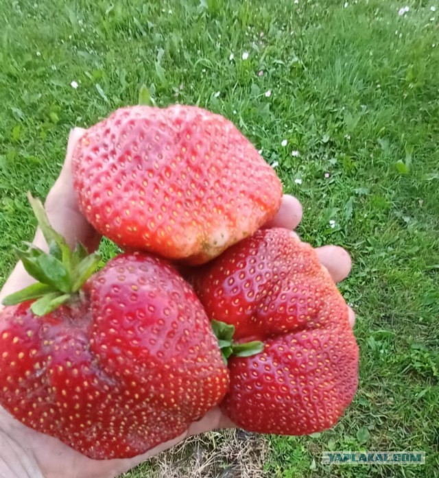 Немного клубнички вам в ленту