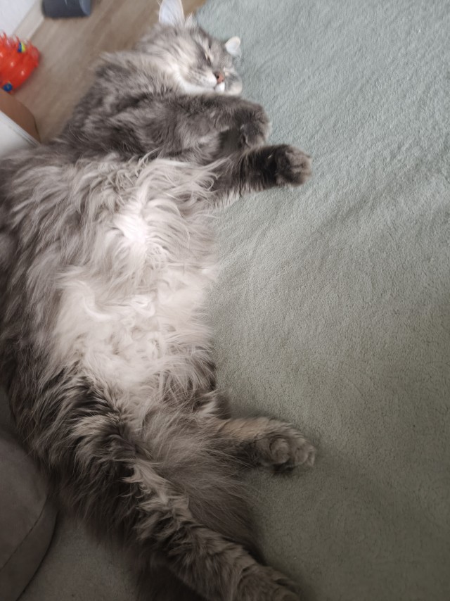 Котовторник!