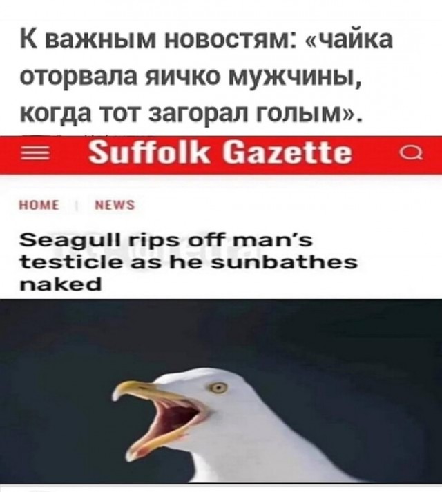 Чайка решила украсть еду не у того человека