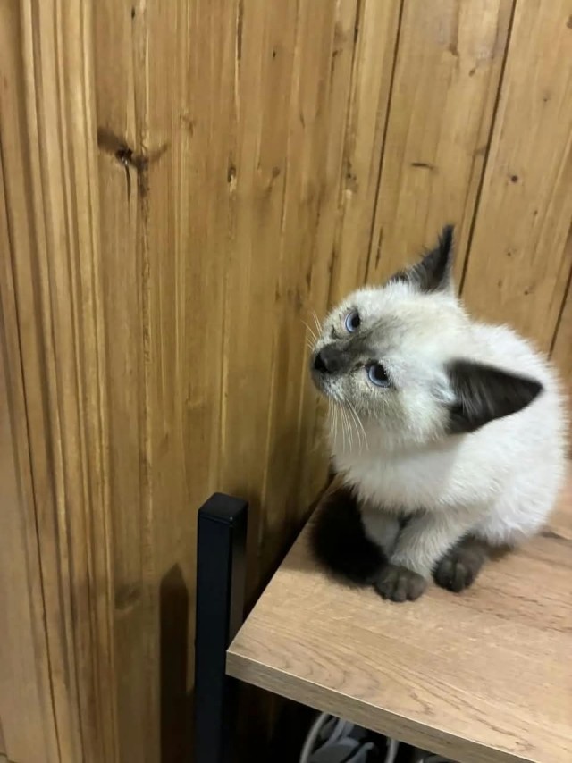Жизнь домашнего приюта "Котоленд" 564