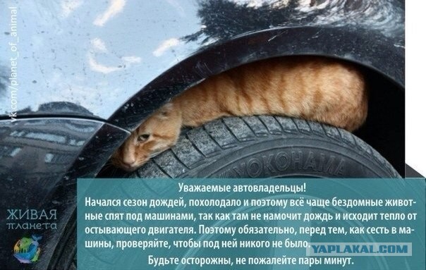 Водитель будь внимателен к четвероногим пешеходам!