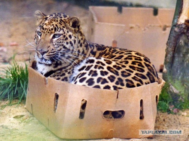 Кот в квадрате