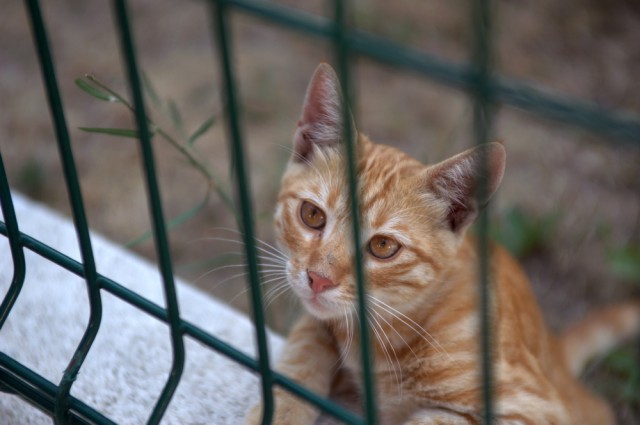 Стамбульские кошки