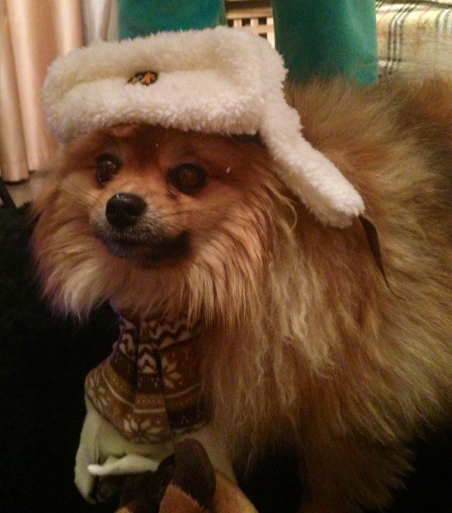 Собакочетверг