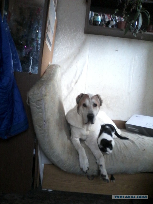 Не ходите, девки, замуж за суровых мудаков